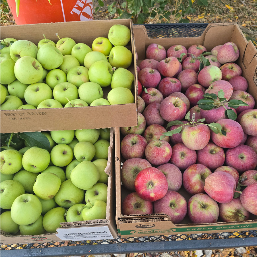 Mixed variety of apples