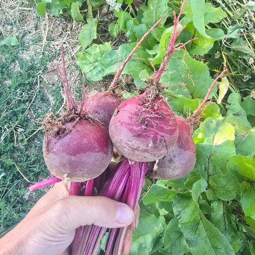 Harvesting of beets