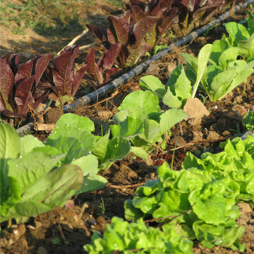 Lettuce rows planted