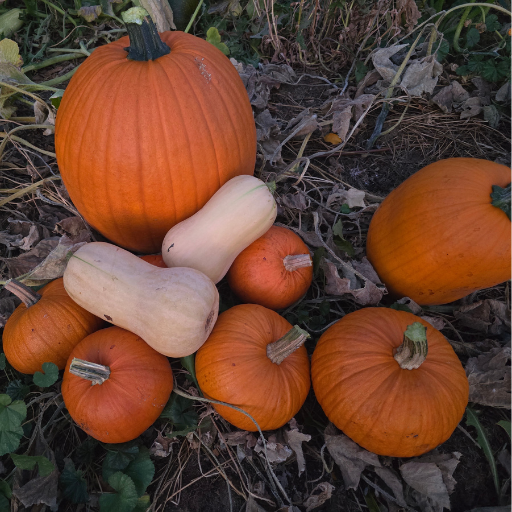 Photo of pumpkins