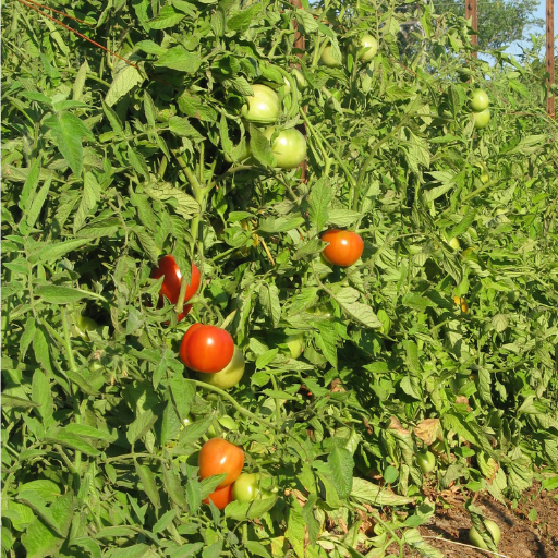Picture of tomato vines