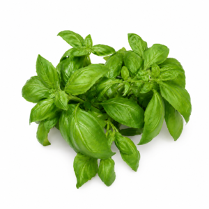 Basil, Genovese