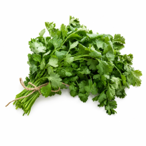Cilantro